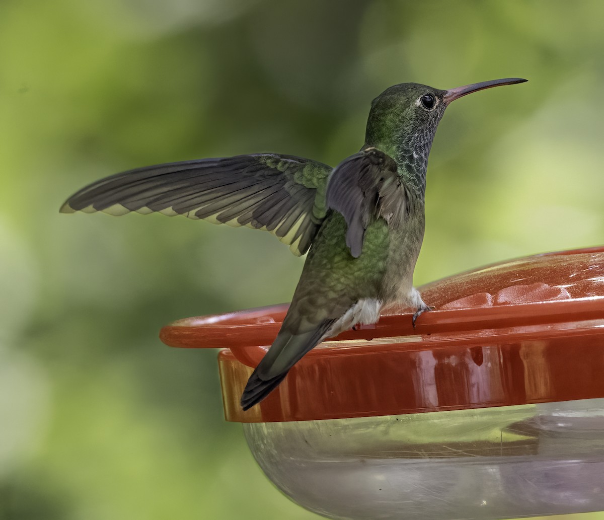 アカハシエメラルドハチドリ - ML646480697