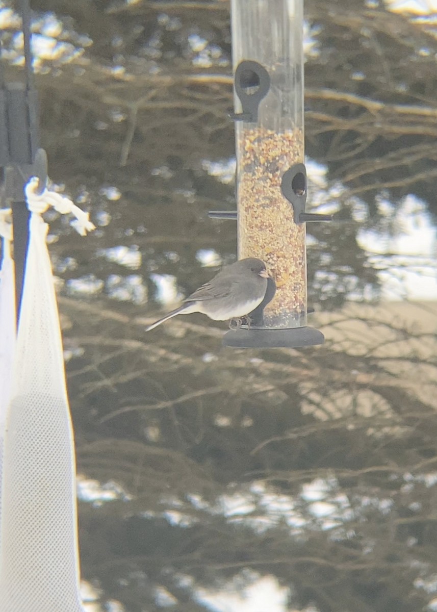 ユキヒメドリ - ML646480700