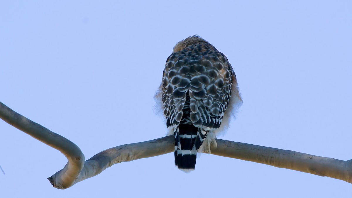 カタアカノスリ - ML646480701