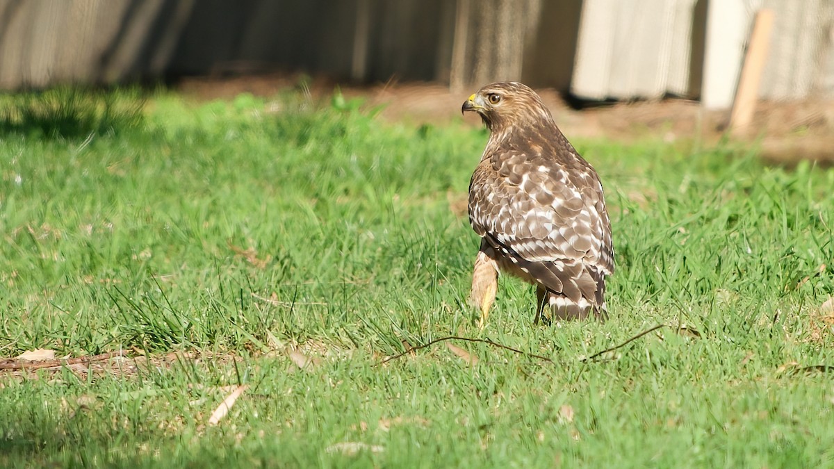 カタアカノスリ - ML646480702