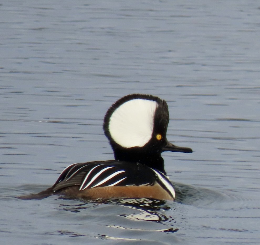 オウギアイサ - ML646480703