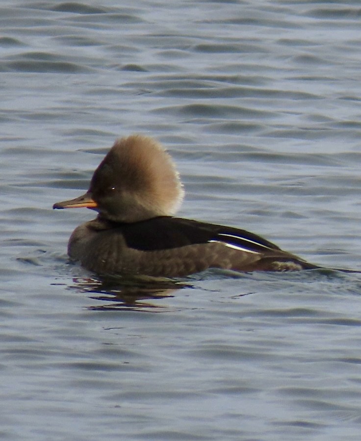 オウギアイサ - ML646480704