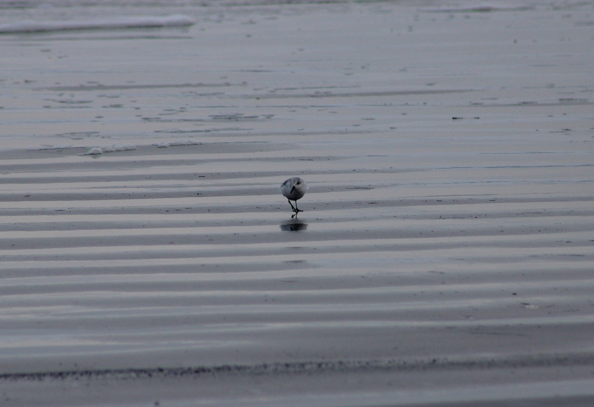 ミユビシギ - ML646480705