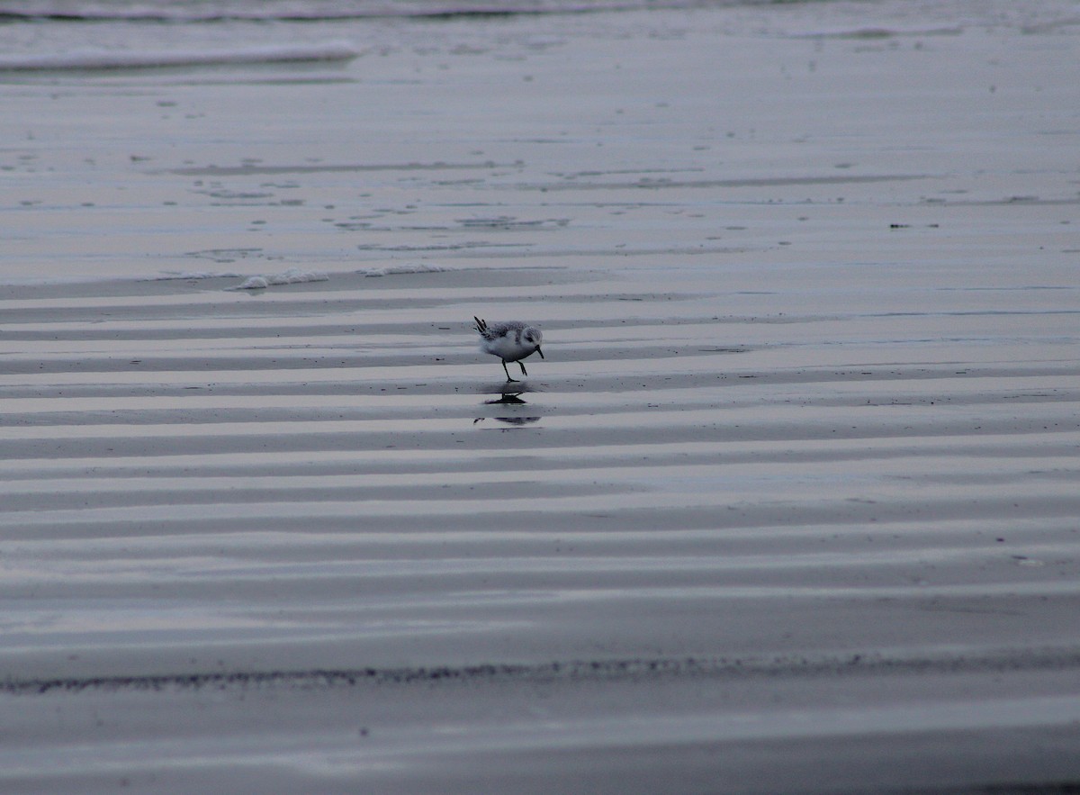 ミユビシギ - ML646480706