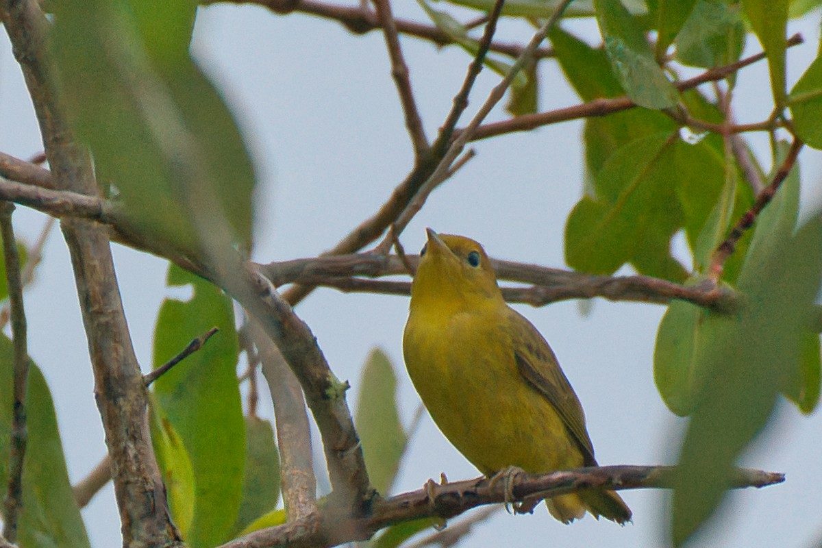 Mangrove Yellow Warbler - ML646480709