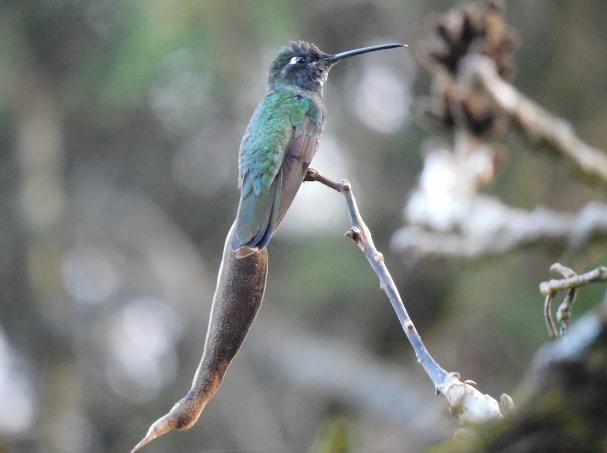 アオノドハチドリ - ML646480710