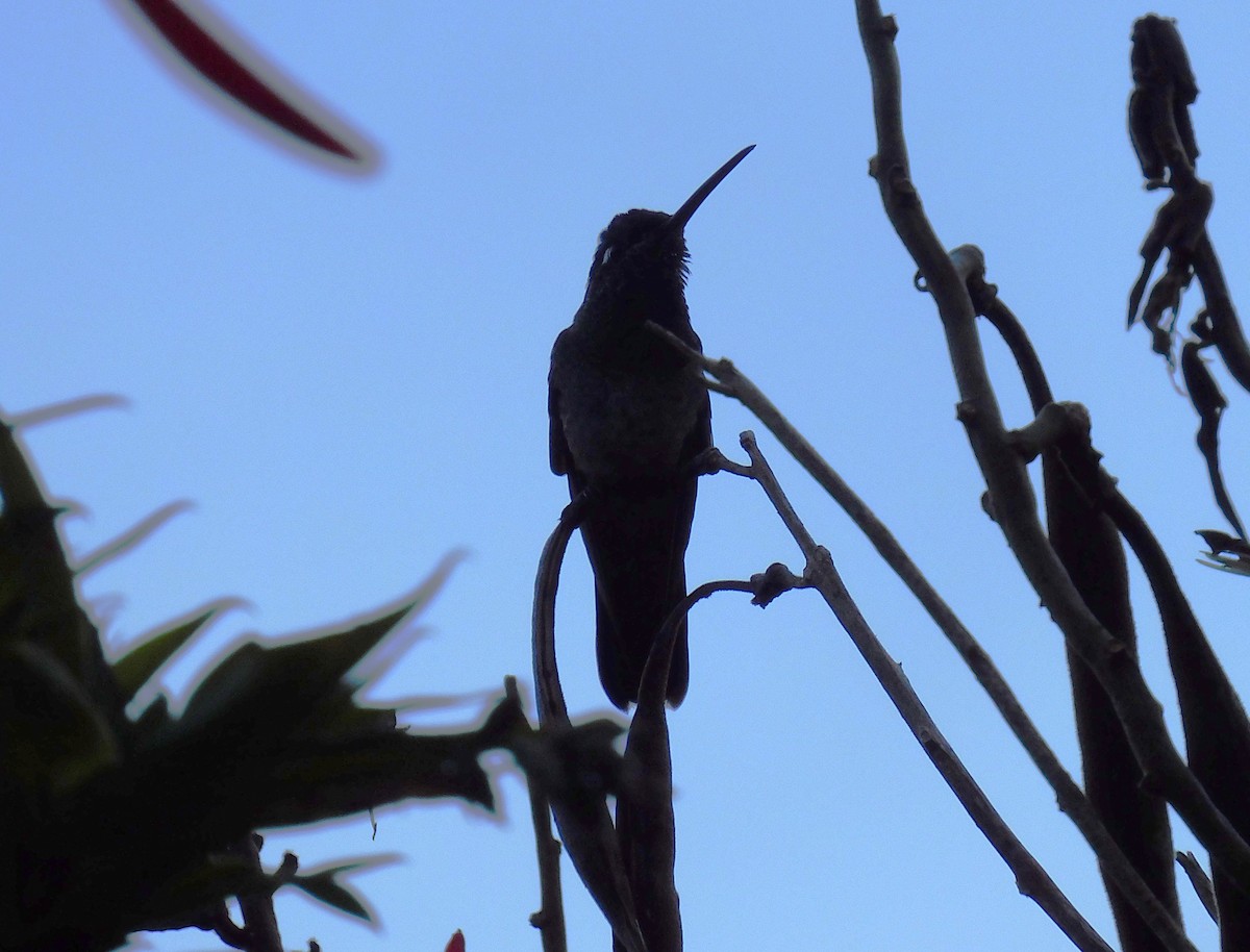 アオノドハチドリ - ML646480711