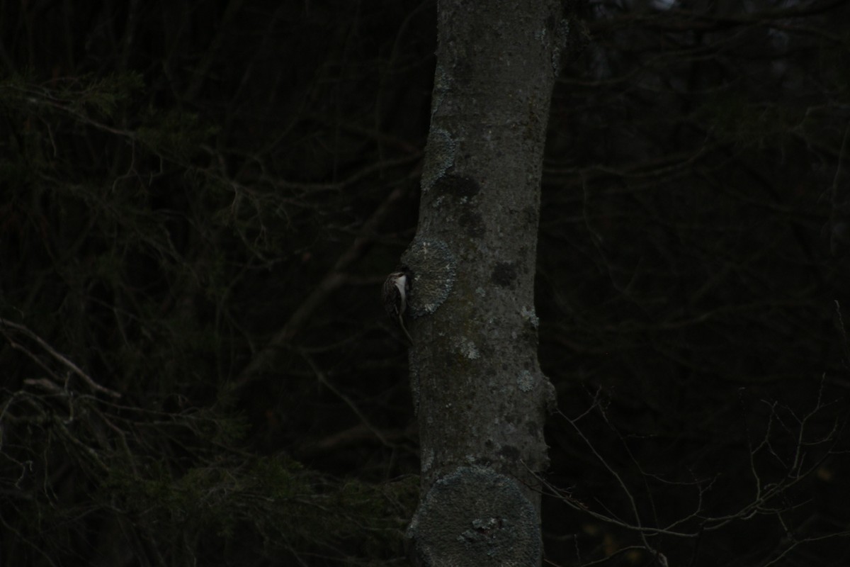 アメリカキバシリ - ML646480712