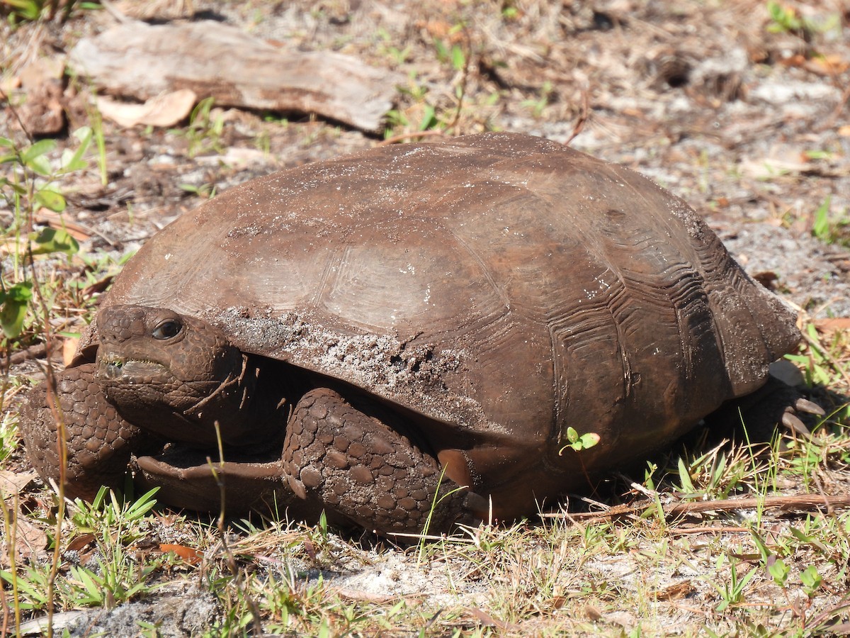 Gopher Tortoise - ML646480713