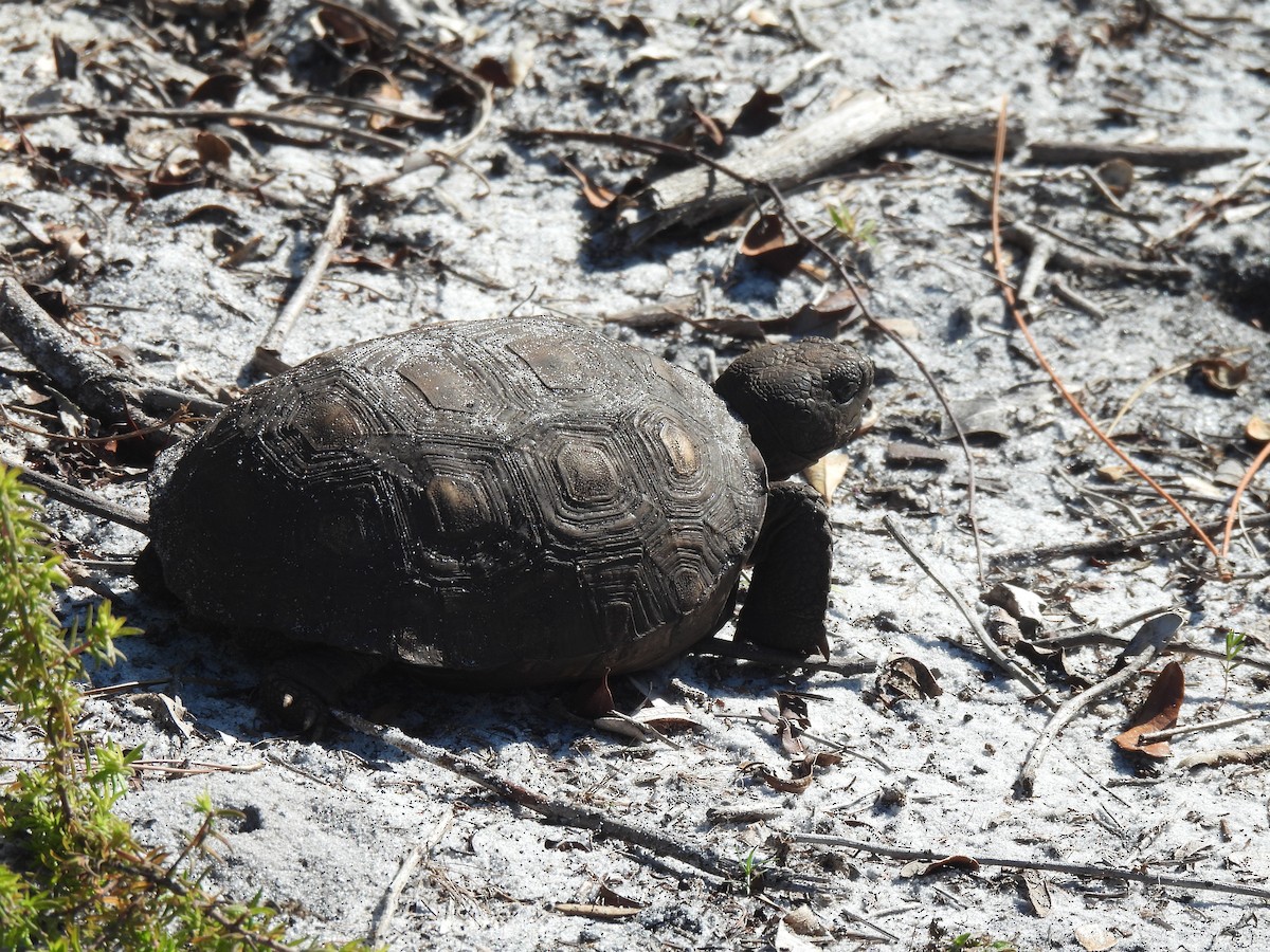 Gopher Tortoise - ML646480714