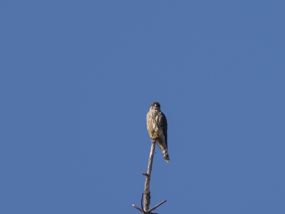 Merlin - ML646480719