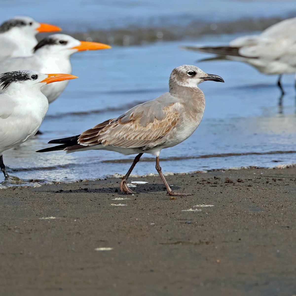 笑鷗 - ML646480721