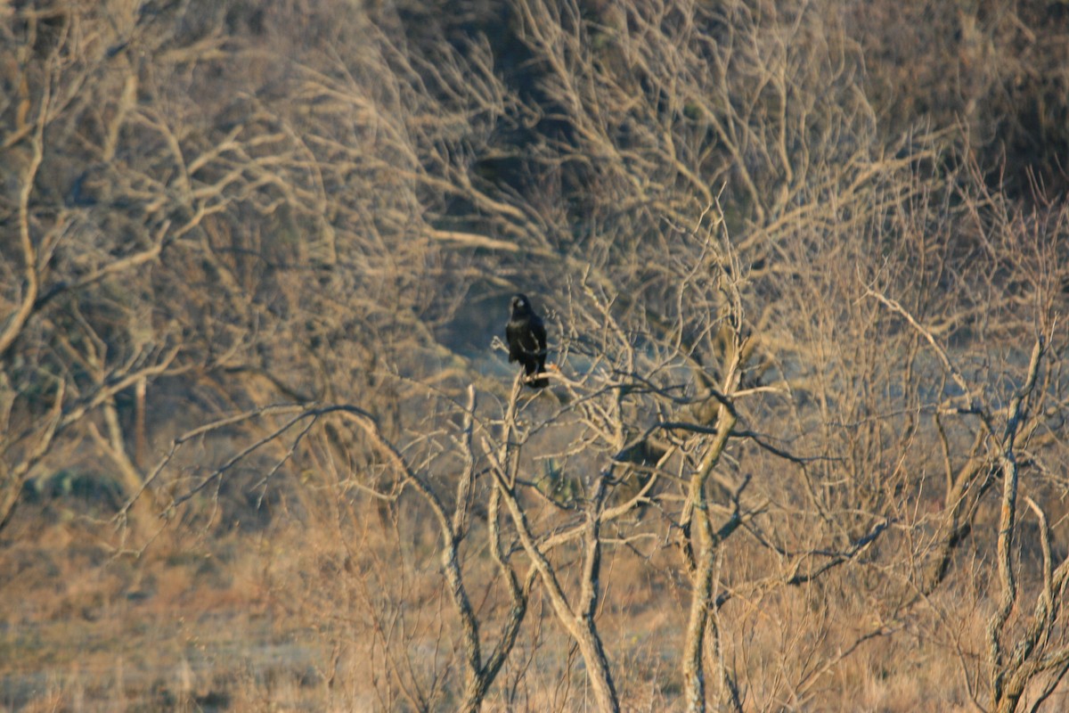 American Crow - ML646480725