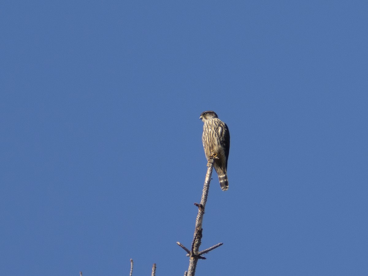 Merlin - ML646480726