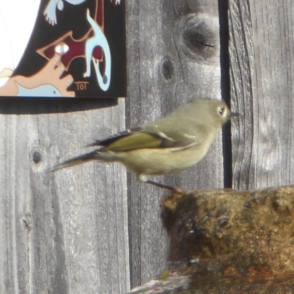 Ruby-crowned Kinglet - ML646480727