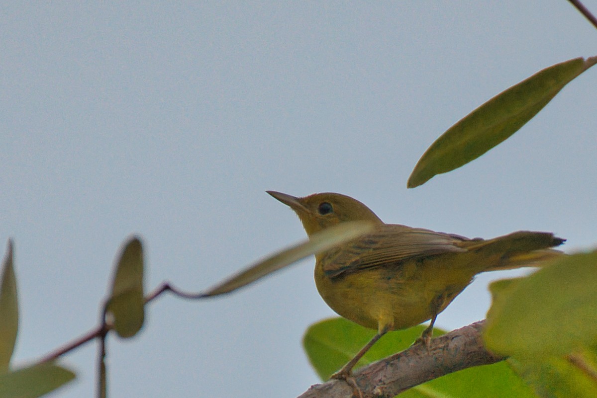 Mangrove Yellow Warbler - ML646480728