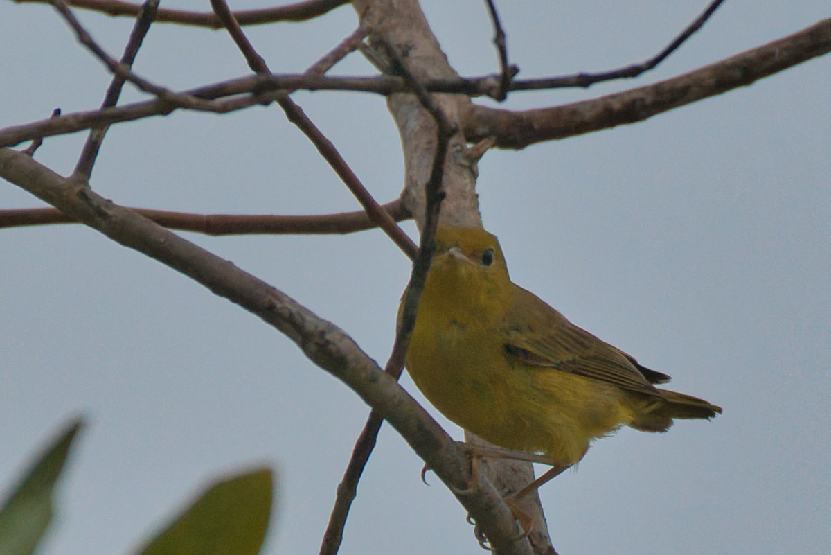 Mangrove Yellow Warbler - ML646480731