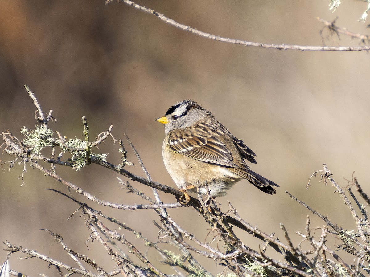 White-crowned Sparrow - ML646480732