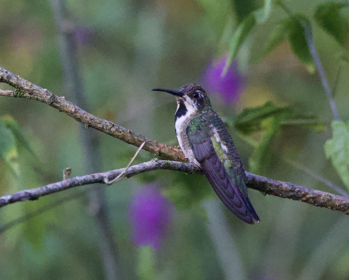 Kara Gerdanlı Mango - ML646480734