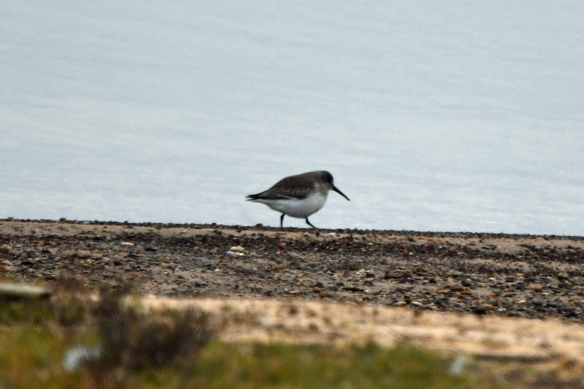 黑腹濱鷸 - ML646480735