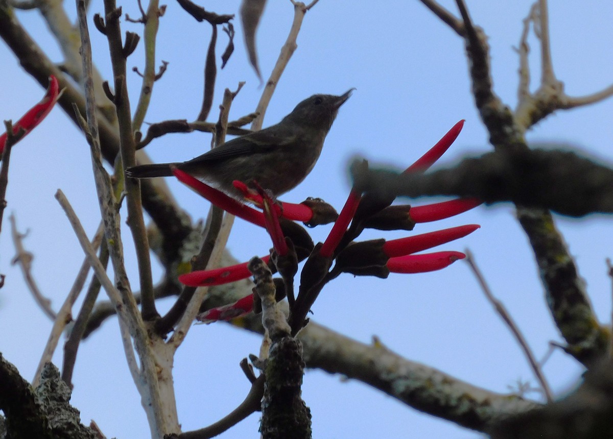 Cinnamon-bellied Flowerpiercer - ML646480736