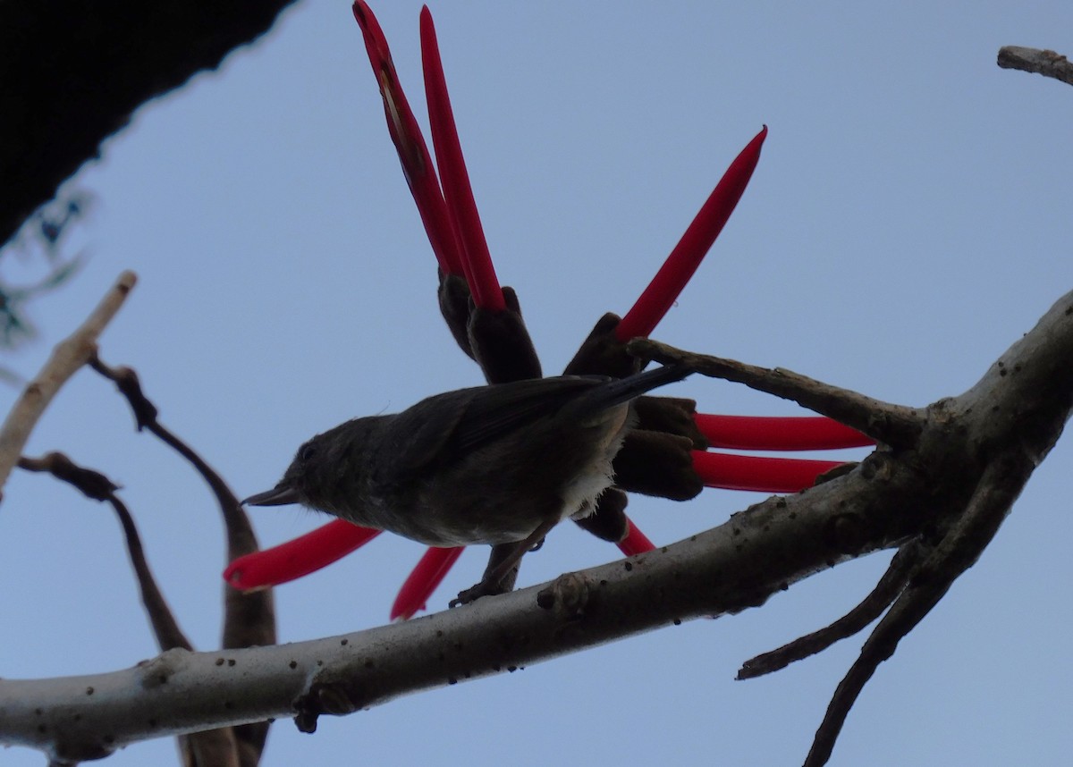Cinnamon-bellied Flowerpiercer - ML646480737