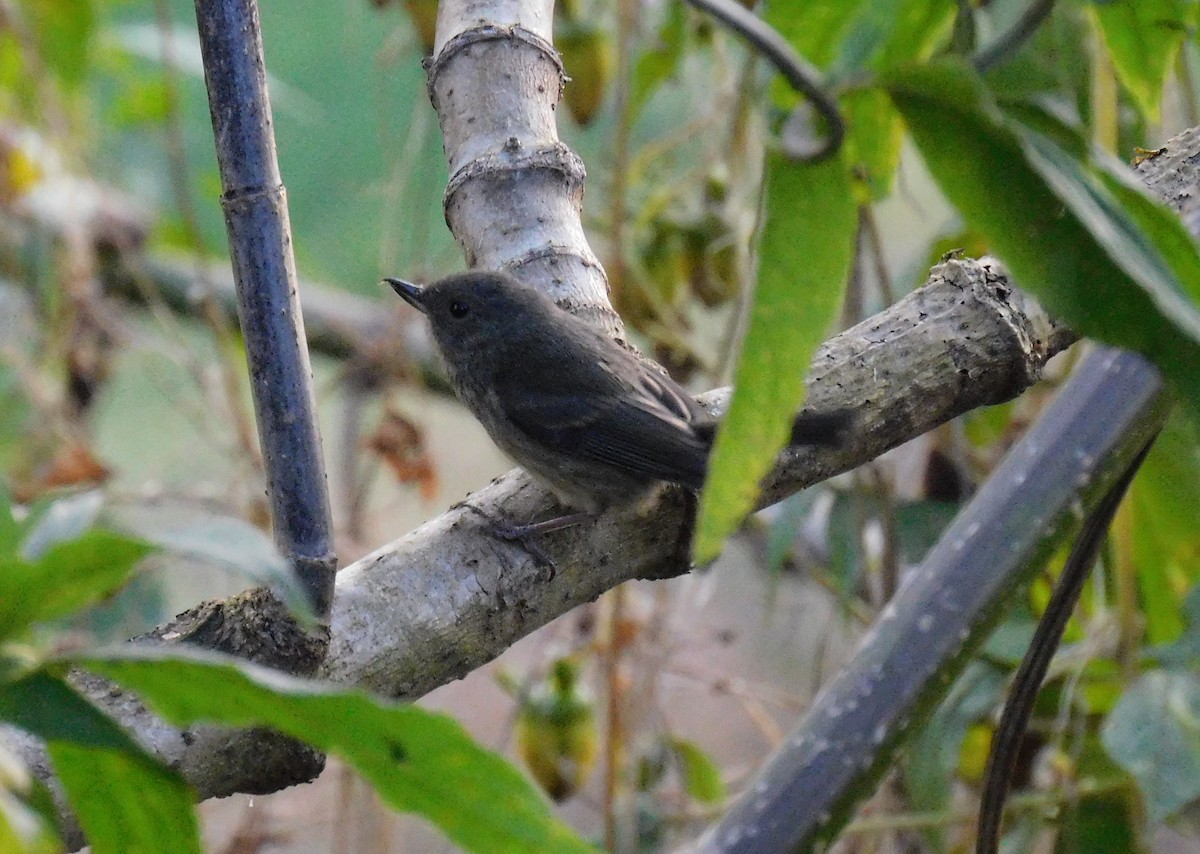 Cinnamon-bellied Flowerpiercer - ML646480738