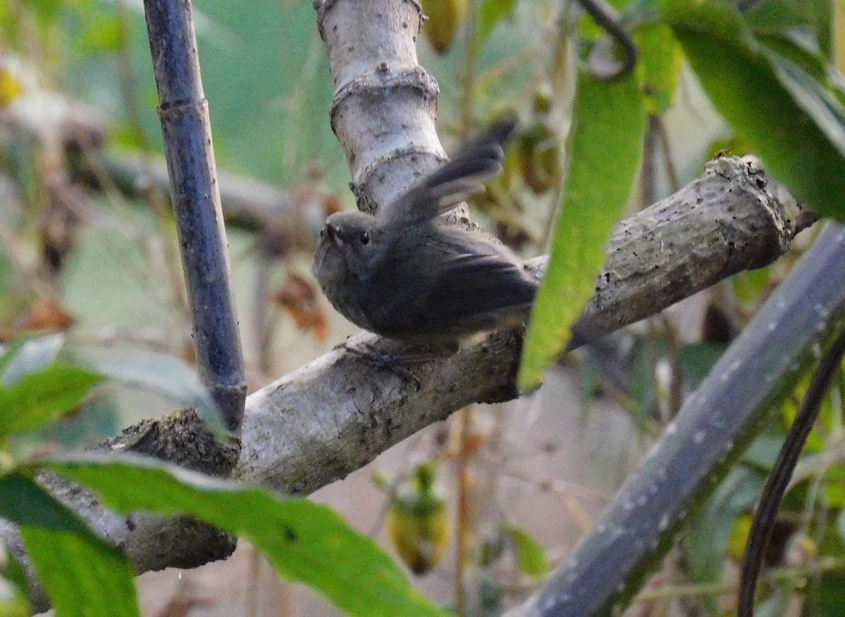 Cinnamon-bellied Flowerpiercer - ML646480739
