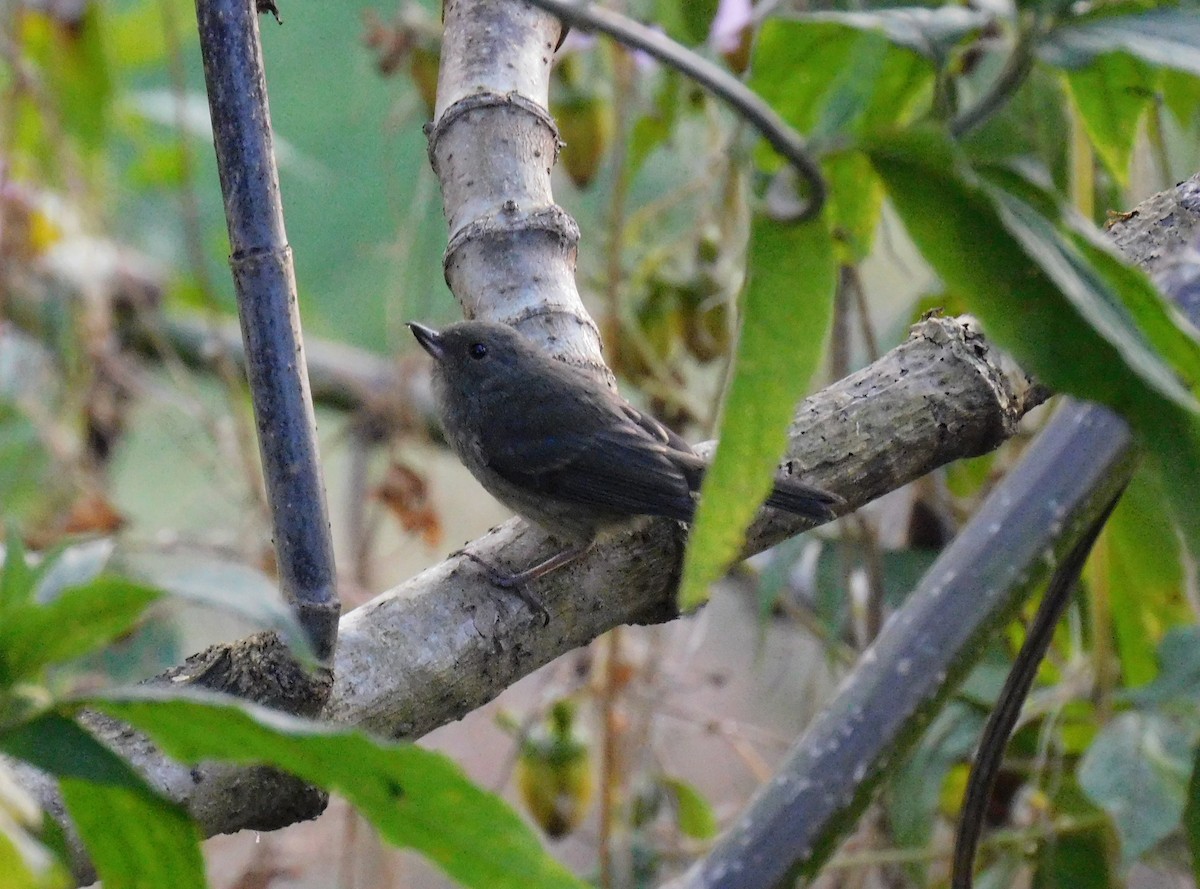 Cinnamon-bellied Flowerpiercer - ML646480740