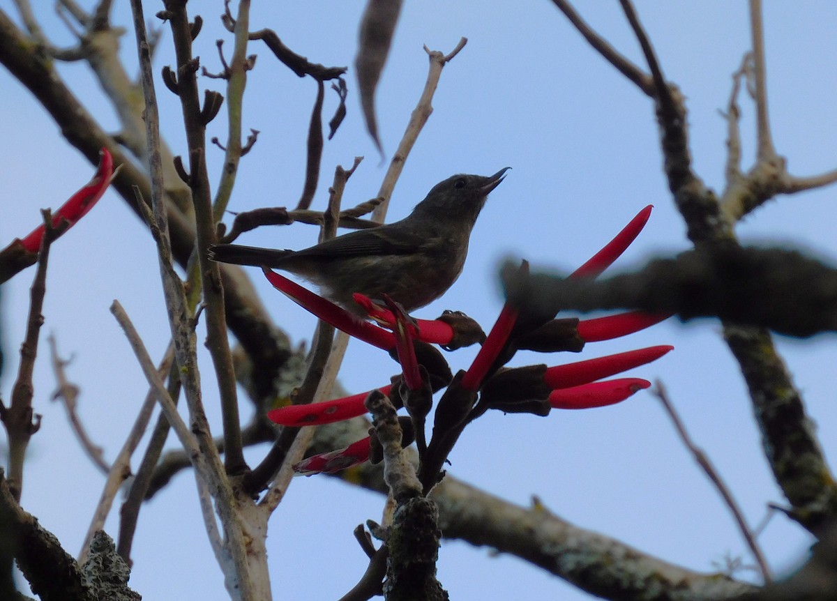 Cinnamon-bellied Flowerpiercer - ML646480741