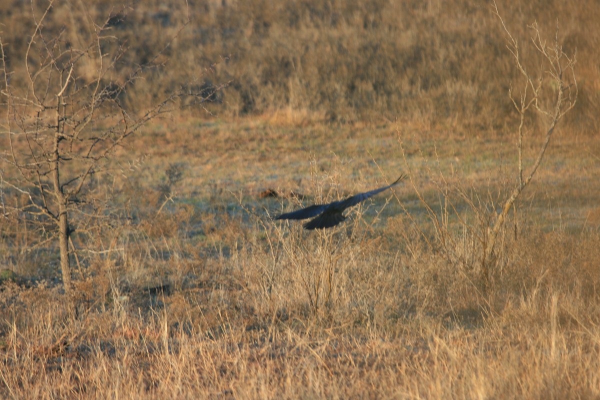 American Crow - ML646480744