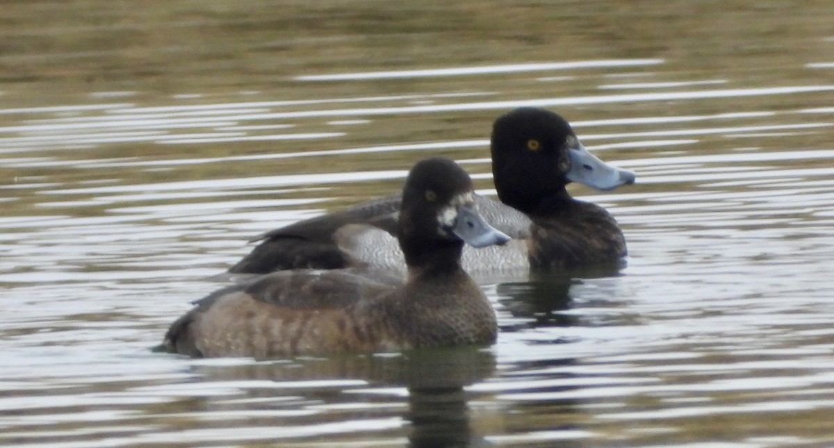 polák vlnkovaný - ML646480745