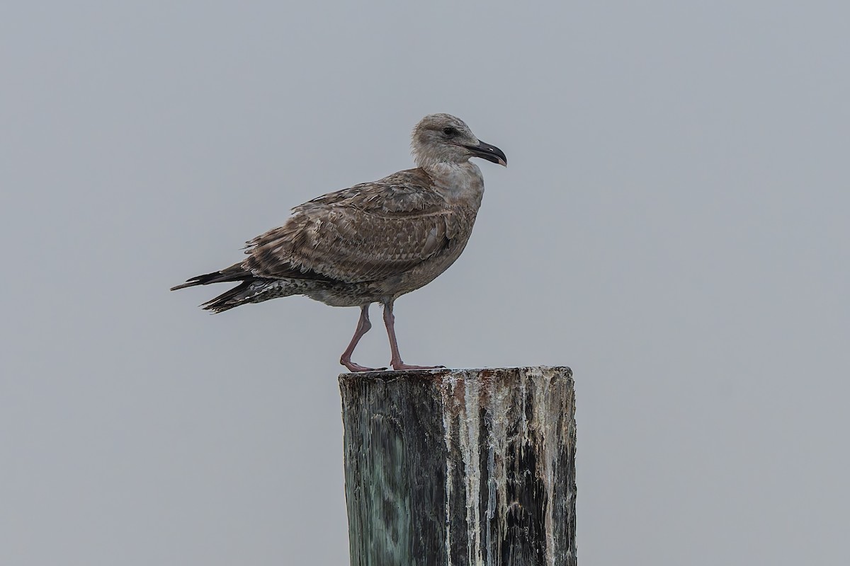 Kanadamöwe - ML646480746