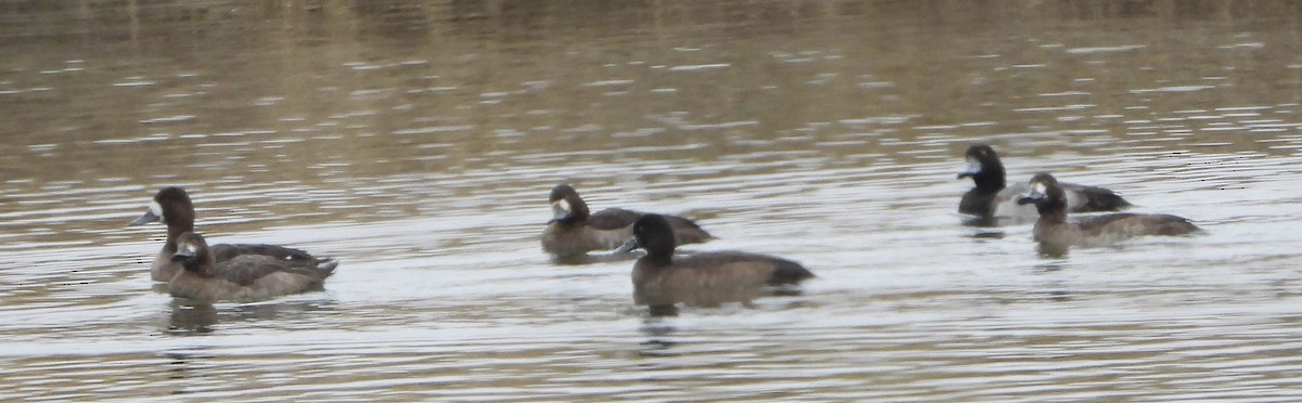 polák vlnkovaný - ML646480747