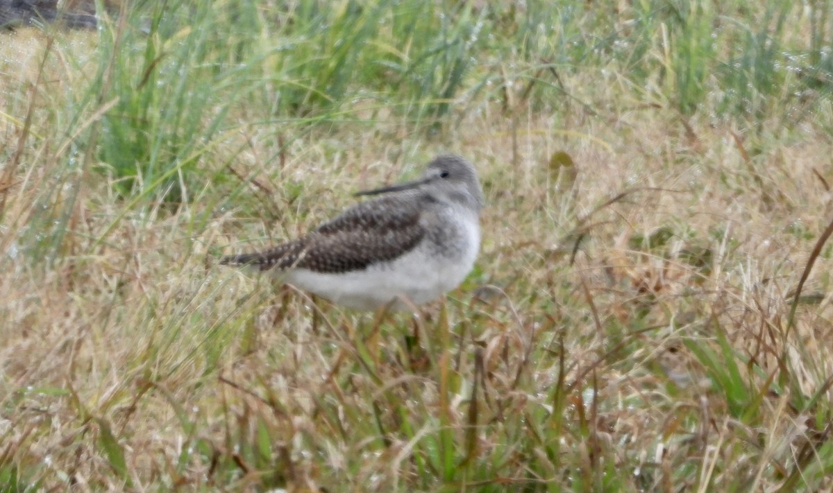 Kuliska hankahori handia - ML646480748