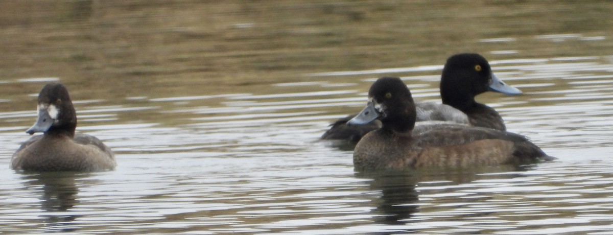 polák vlnkovaný - ML646480749