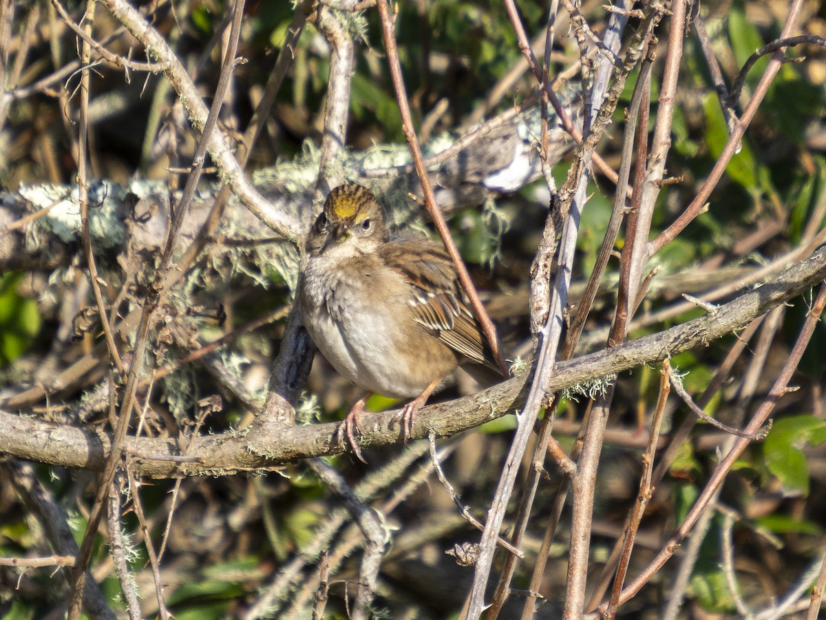 Golden-crowned Sparrow - ML646480752
