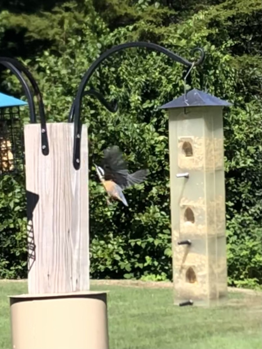 Red-breasted Nuthatch - ML646480753