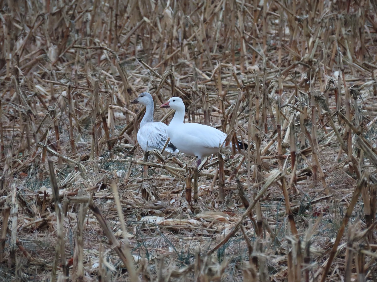 Snow Goose - ML646480754