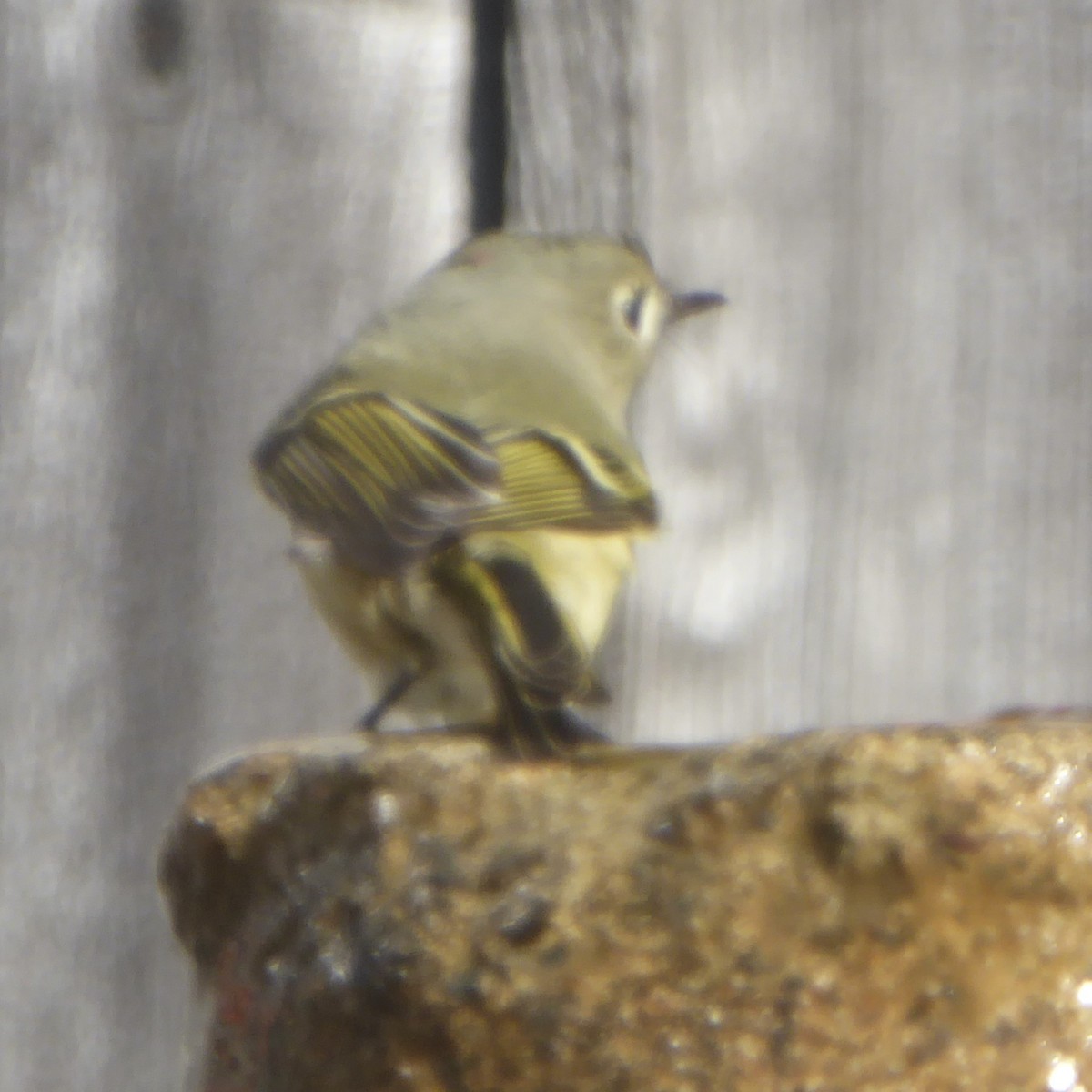 Ruby-crowned Kinglet - ML646480759