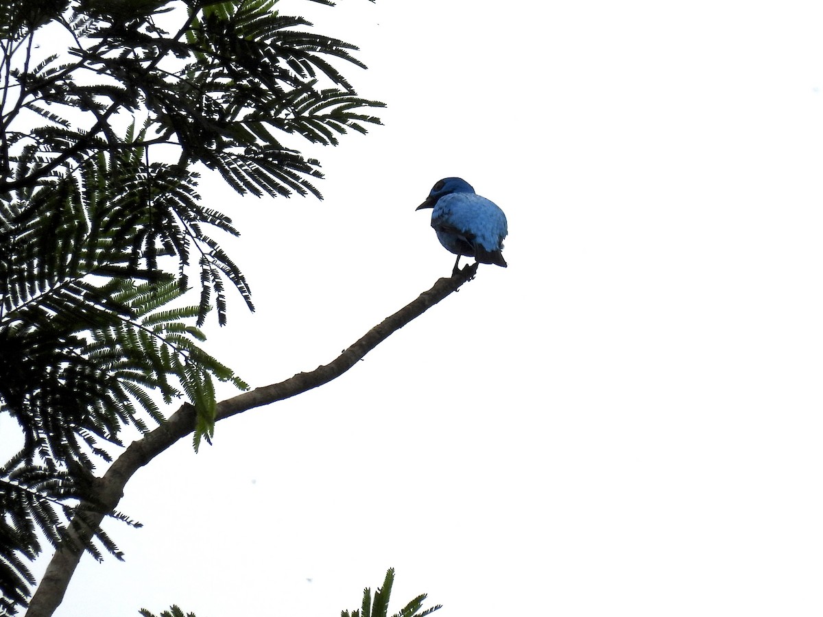 Blue Cotinga - ML646480761
