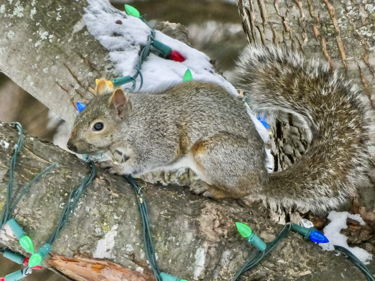 Eastern Gray Squirrel - ML646480769