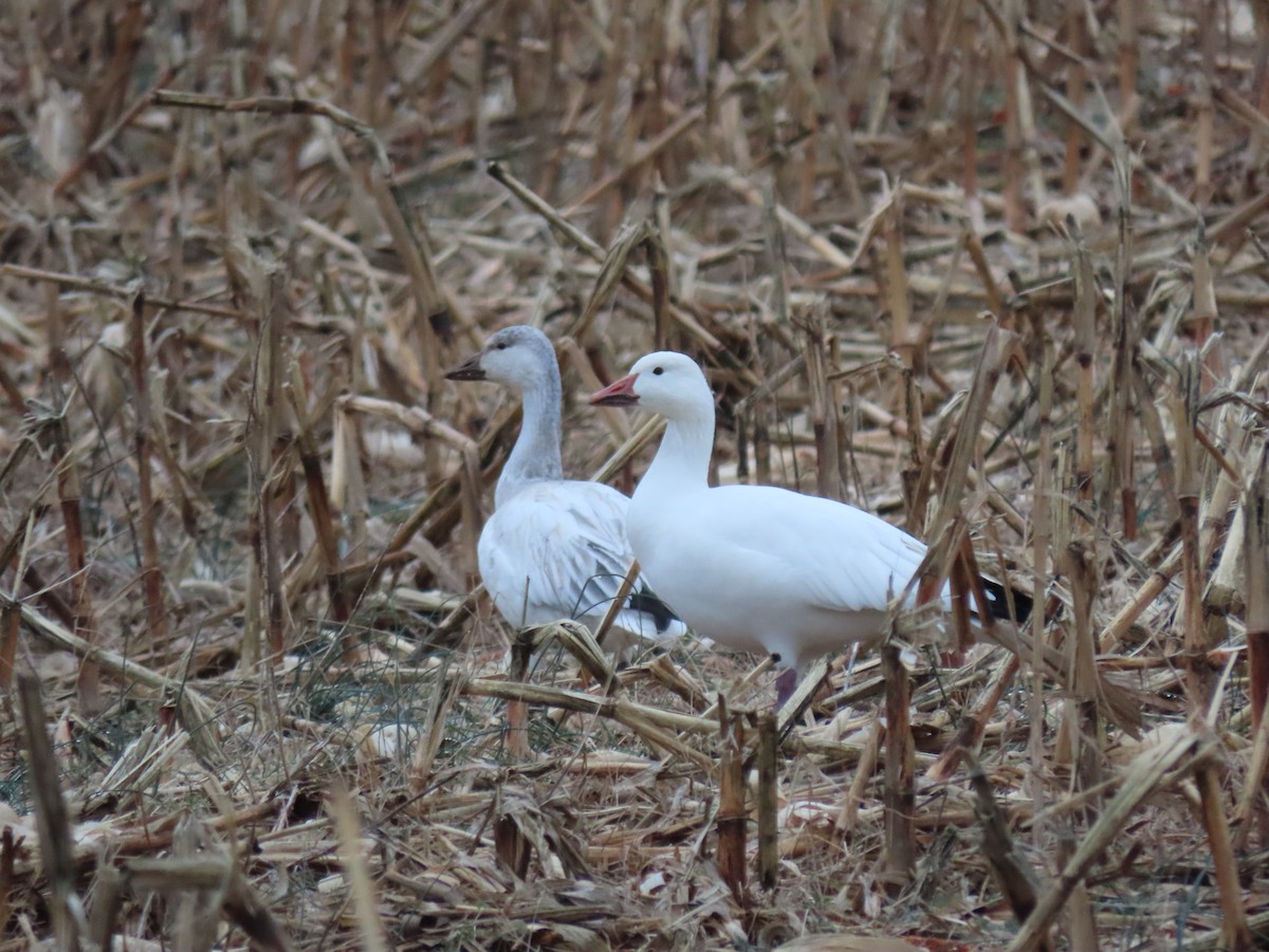 Snow Goose - ML646480770