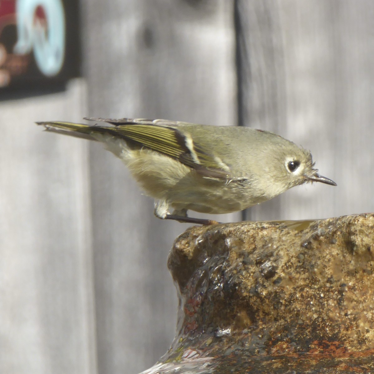 Ruby-crowned Kinglet - ML646480776