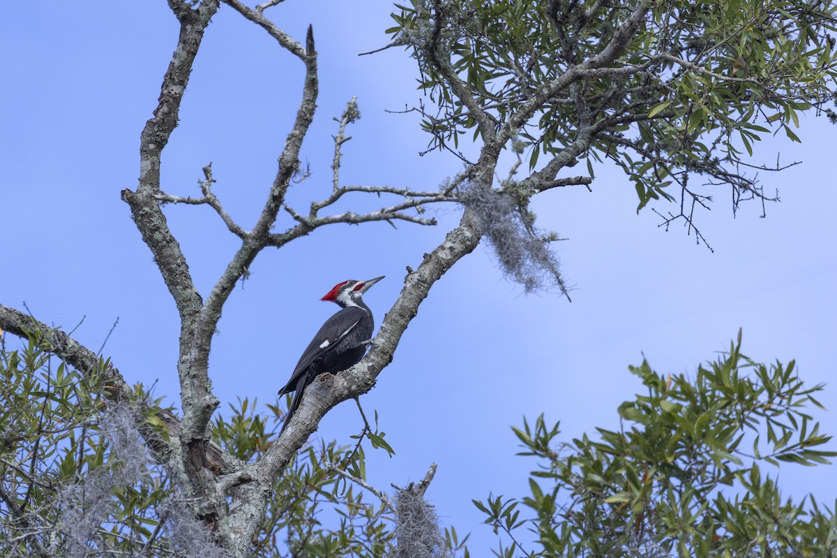 Pileated Woodpecker - ML646480781