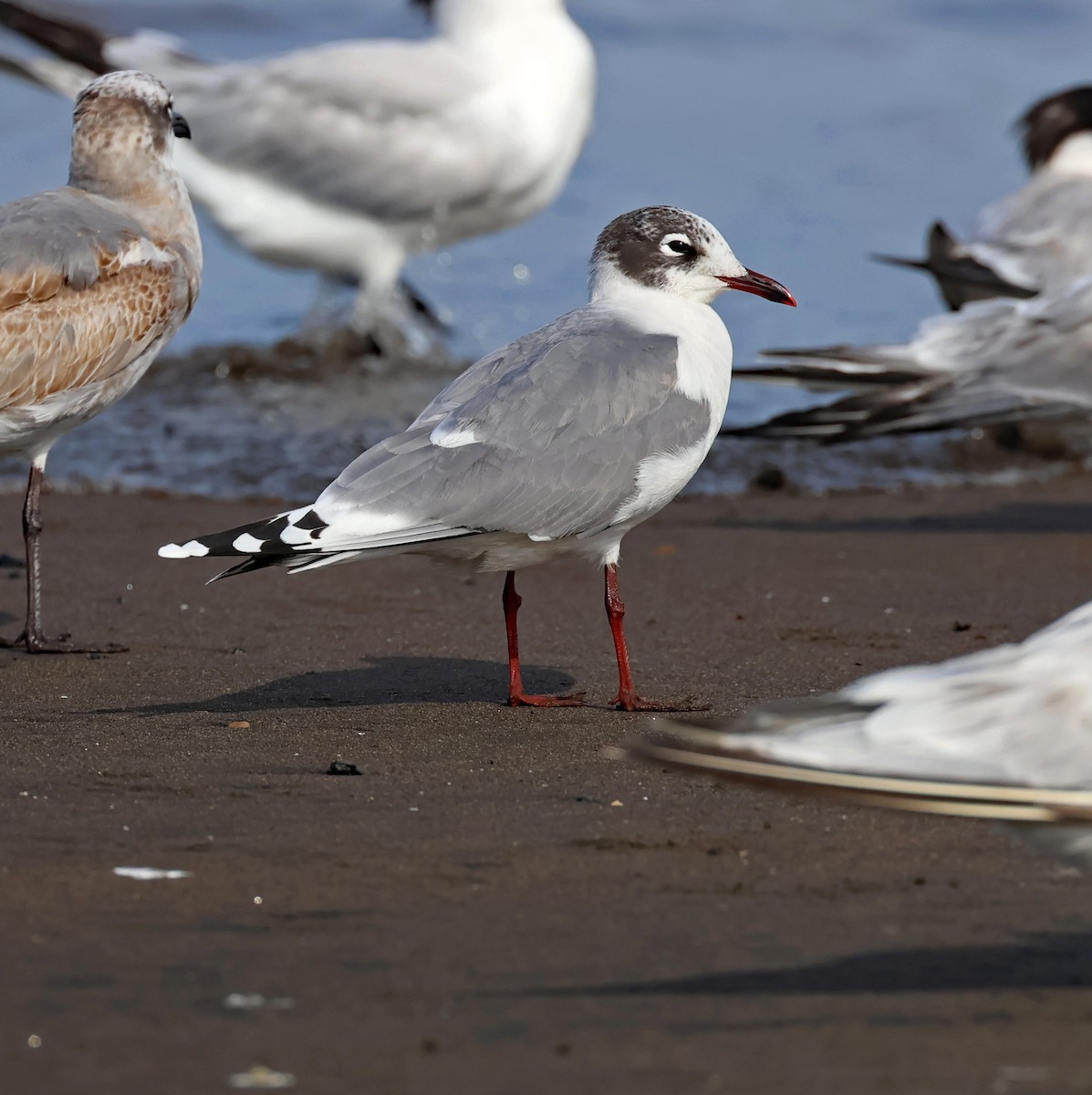 Gaviota Pipizcan - ML646480785