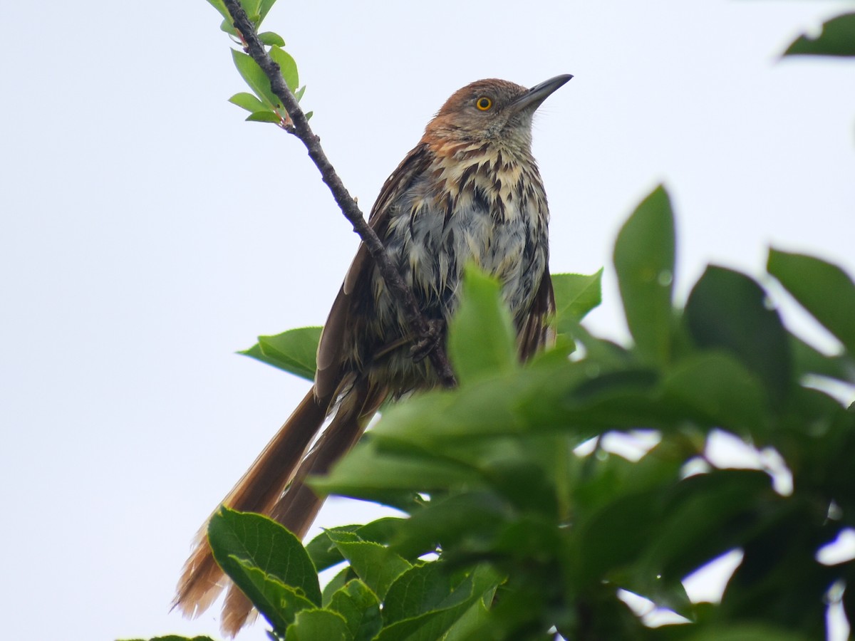 Kahverengi Çöpçü - ML646480786