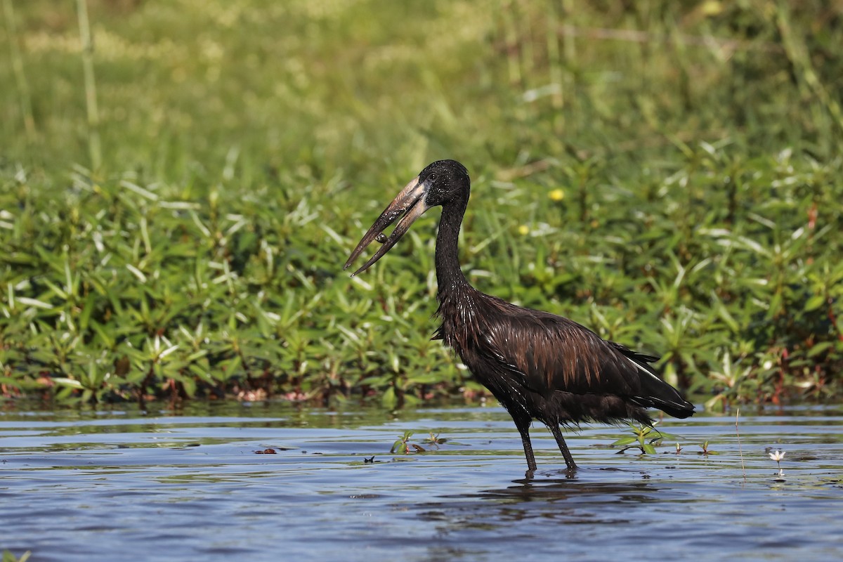 African Openbill - ML646480787