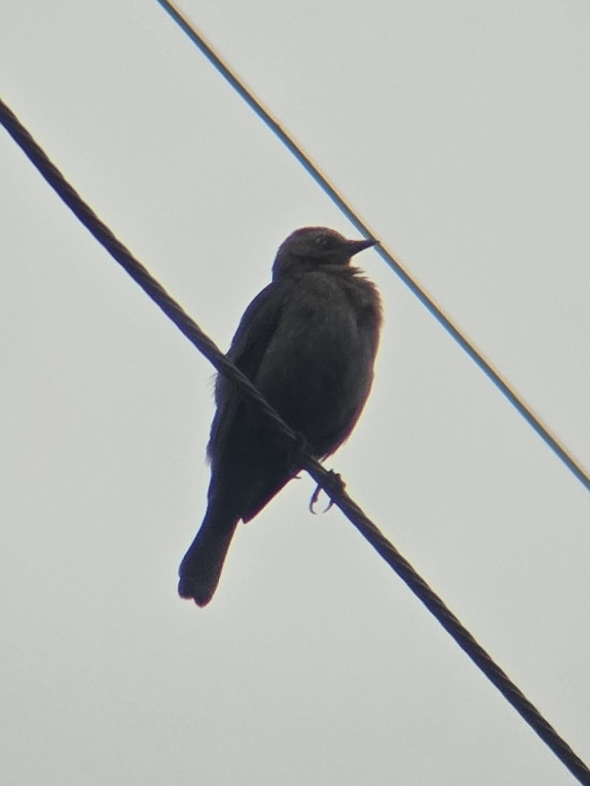 Rusty Blackbird - ML646480788