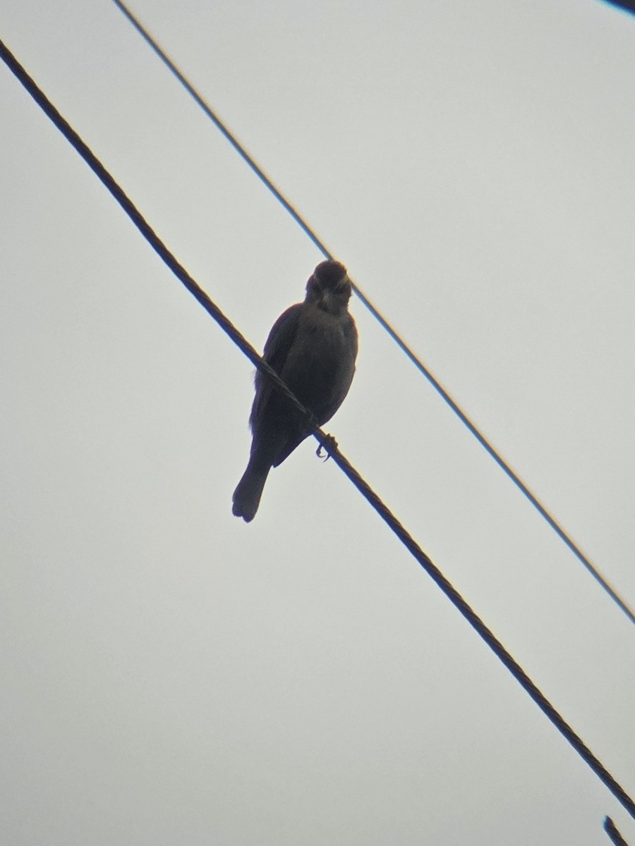 Rusty Blackbird - ML646480789